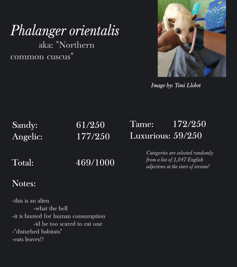 Phalanger orientalis